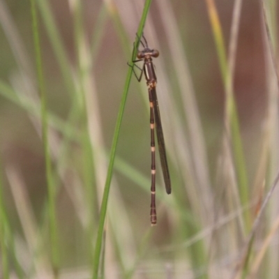 Austrolestes sp. (genus) (Ringtail damselfy) at QPRC LGA - 14 Dec 2020 by LisaH