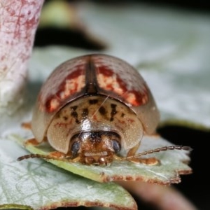 Paropsisterna m-fuscum at Melba, ACT - 12 Dec 2020