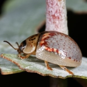 Paropsisterna m-fuscum at Melba, ACT - 12 Dec 2020