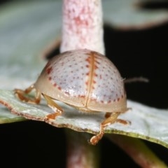 Paropsisterna m-fuscum at Melba, ACT - 12 Dec 2020