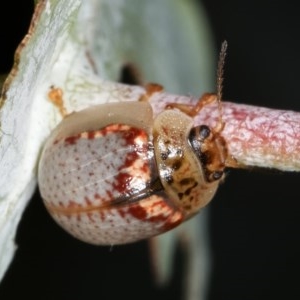 Paropsisterna m-fuscum at Melba, ACT - 12 Dec 2020