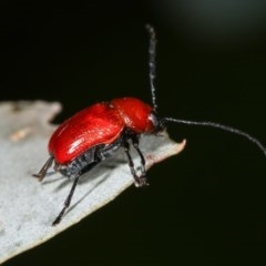 Aporocera (Aporocera) haematodes (A case bearing leaf beetle) at Melba, ACT - 12 Dec 2020 by kasiaaus