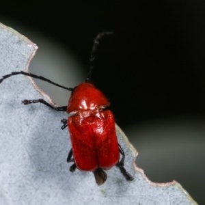 Aporocera (Aporocera) haematodes at Melba, ACT - 12 Dec 2020