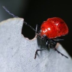 Aporocera (Aporocera) haematodes at Melba, ACT - 12 Dec 2020