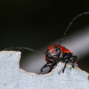 Aporocera (Aporocera) haematodes at Melba, ACT - 12 Dec 2020