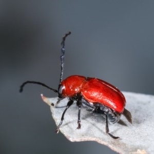 Aporocera (Aporocera) haematodes at Melba, ACT - 12 Dec 2020