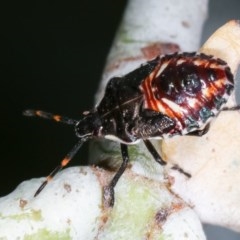 Oechalia schellenbergii (Spined Predatory Shield Bug) at Melba, ACT - 12 Dec 2020 by kasiaaus