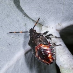 Oechalia schellenbergii at Melba, ACT - 12 Dec 2020