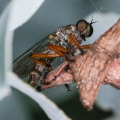Cerdistus sp. (genus) (Slender Robber Fly) at Melba, ACT - 12 Dec 2020 by kasiaaus