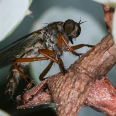 Cerdistus sp. (genus) at Melba, ACT - 12 Dec 2020