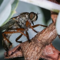 Cerdistus sp. (genus) at Melba, ACT - 12 Dec 2020