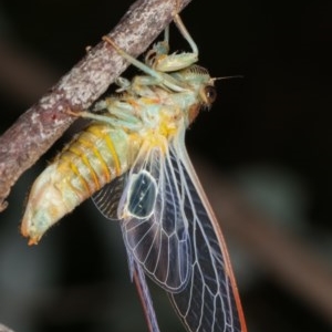 Cicadettini sp. (tribe) at Melba, ACT - 12 Dec 2020