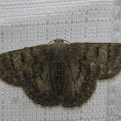 Crypsiphona ocultaria (Red-lined Looper Moth) at Kambah, ACT - 26 Dec 2020 by HelenCross