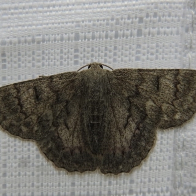 Crypsiphona ocultaria (Red-lined Looper Moth) at Kambah, ACT - 26 Dec 2020 by HelenCross