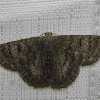 Crypsiphona ocultaria (Red-lined Looper Moth) at Lions Youth Haven - Westwood Farm A.C.T. - 25 Dec 2020 by HelenCross