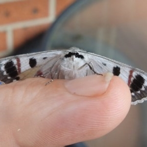 Crypsiphona ocultaria at Kambah, ACT - 26 Dec 2020