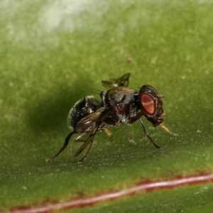 Pogonortalis doclea at Melba, ACT - 12 Dec 2020