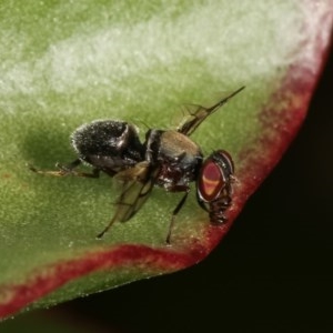 Pogonortalis doclea at Melba, ACT - 12 Dec 2020