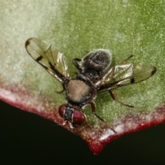 Pogonortalis doclea at Melba, ACT - 12 Dec 2020