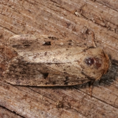 Thoracolopha provisional species at Melba, ACT - 12 Dec 2020 by kasiaaus