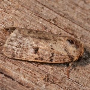 Thoracolopha melanographa at Melba, ACT - 12 Dec 2020 09:55 PM