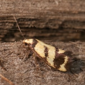 Olbonoma triptycha at Melba, ACT - 12 Dec 2020