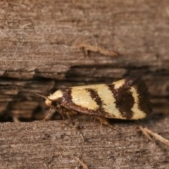 Olbonoma triptycha at Melba, ACT - 12 Dec 2020