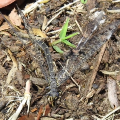 Bandidus canifrons (An Antlion Lacewing) at Kambah, ACT - 26 Dec 2020 by HelenCross