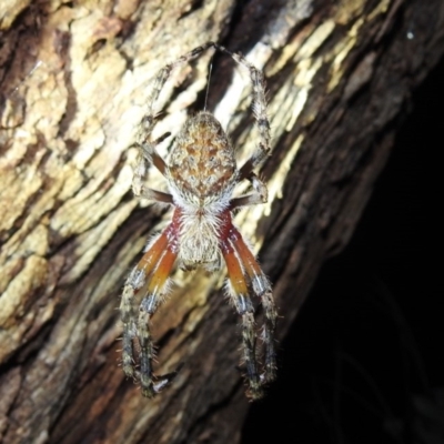 Hortophora transmarina (Garden Orb Weaver) at Lions Youth Haven - Westwood Farm A.C.T. - 26 Dec 2020 by HelenCross