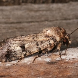 Thoracolopha melanographa at Melba, ACT - 12 Dec 2020