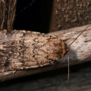 Thoracolopha provisional species at Melba, ACT - 12 Dec 2020