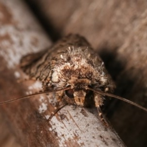 Thoracolopha melanographa at Melba, ACT - 12 Dec 2020