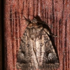Thoracolopha verecunda (A Noctuid moth (Acronictinae)) at Melba, ACT - 12 Dec 2020 by kasiaaus