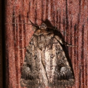 Thoracolopha verecunda at Melba, ACT - 12 Dec 2020