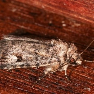 Thoracolopha verecunda at Melba, ACT - 12 Dec 2020