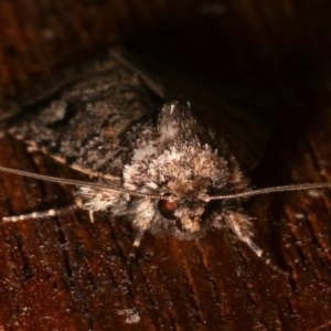 Thoracolopha verecunda at Melba, ACT - 12 Dec 2020