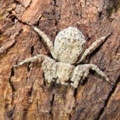 Thomisidae (family) (Unidentified Crab spider or Flower spider) at Lions Youth Haven - Westwood Farm A.C.T. - 26 Dec 2020 by HelenCross