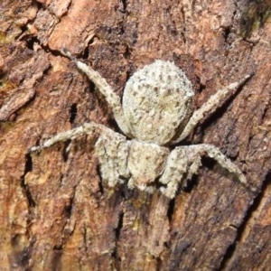 Thomisidae (family) at Kambah, ACT - suppressed