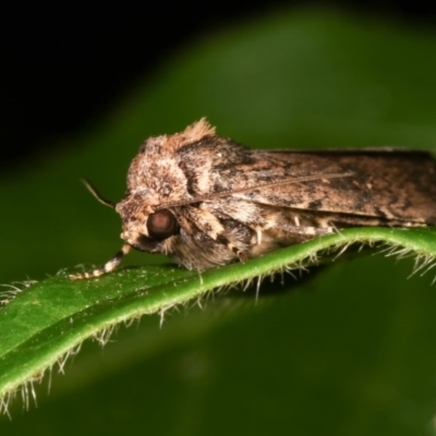 Proteuxoa provisional species 2 (A Noctuid moth) at Melba, ACT - 12 Dec 2020 by kasiaaus