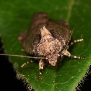 Proteuxoa provisional species 2 at Melba, ACT - 12 Dec 2020