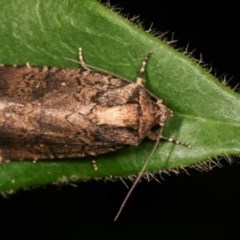 Proteuxoa provisional species 2 at Melba, ACT - 12 Dec 2020