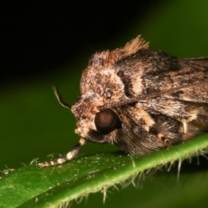 Proteuxoa provisional species 2 at Melba, ACT - 12 Dec 2020