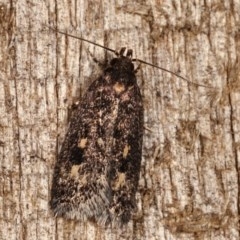 Barea codrella (A concealer moth) at Melba, ACT - 12 Dec 2020 by kasiaaus