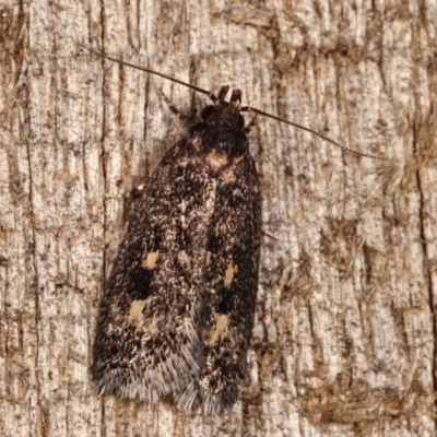 Barea codrella (A concealer moth) at Melba, ACT - 12 Dec 2020 by kasiaaus