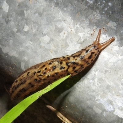 Limax maximus (Leopard Slug, Great Grey Slug) at Lions Youth Haven - Westwood Farm - 26 Dec 2020 by HelenCross