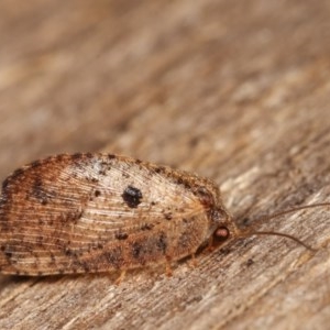 Drepanacra binocula at Melba, ACT - 12 Dec 2020 10:11 PM