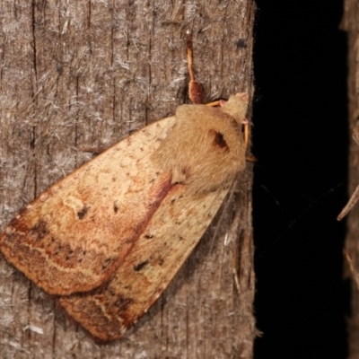 Diarsia intermixta (Chevron Cutworm, Orange Peel Moth.) at Melba, ACT - 12 Dec 2020 by kasiaaus