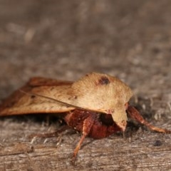 Diarsia intermixta at Melba, ACT - 12 Dec 2020