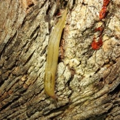 Ambigolimax sp. (valentius and waterstoni) (Striped Field Slug) at Kambah, ACT - 26 Dec 2020 by HelenCross