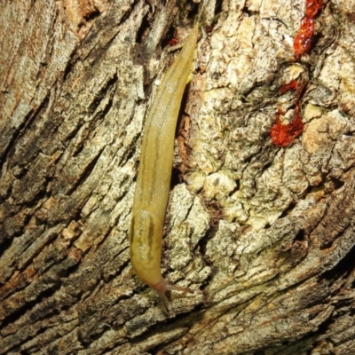 Ambigolimax nyctelia (Striped Field Slug) at Lions Youth Haven - Westwood Farm A.C.T. - 26 Dec 2020 by HelenCross